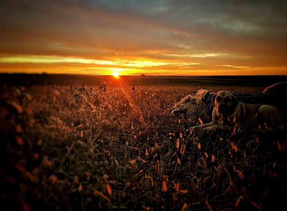 sunset with a dog in a field